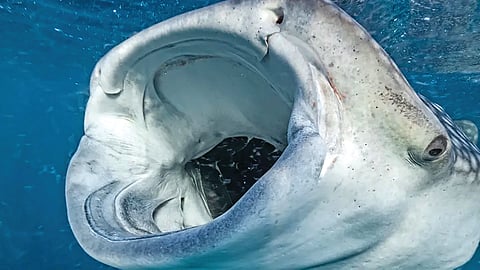 Whale shark |
