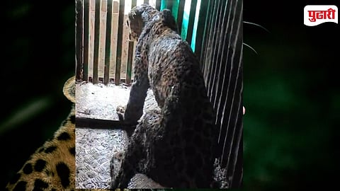 Bhadravati Leopard Captured