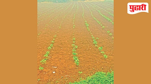 Bhokardan agriculture