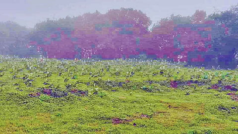 Kaas Plateau