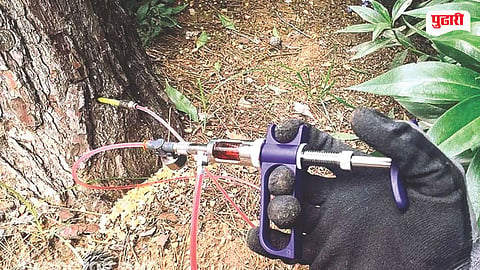 Malad Tree Poisoning Case