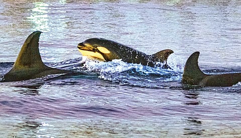 Orca Hunting |