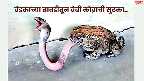 Baby Cobra Rescue