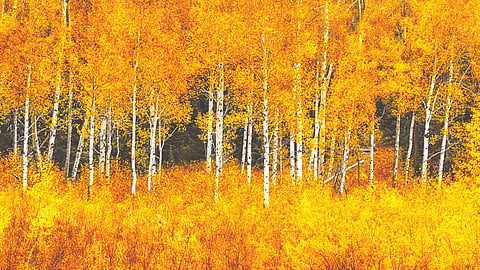 Aspen Tree