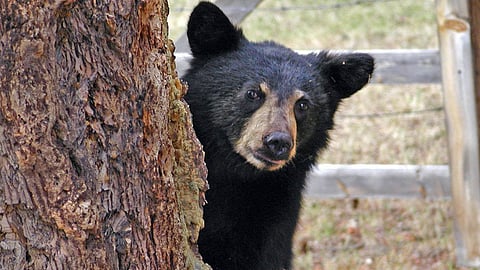 Bear