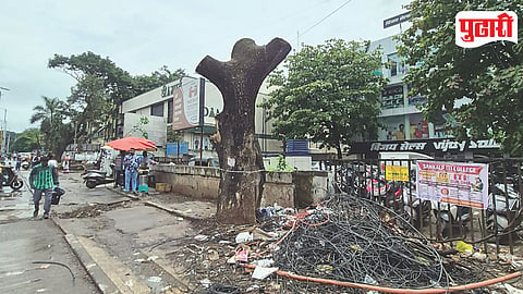 Pune Tree Cutting