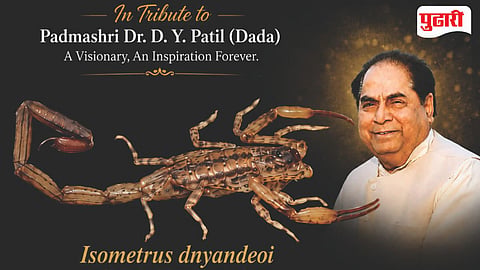 Padmashri Dr DY Patil |
विंचूच्या नव्या प्रजातीला दिले होते डॉ. डी. वाय. पाटील यांचे नाव; सह्याद्री शिलेदार सेवा ट्रस्टने वाहिली श्रद्धांजली