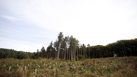 Palghar Forest Land Records-पालघरात महसूल आणि वनविभागात कलगीतुरा? वनजमिनी नोंदीसाठी वनविभागाचे सहकार्य मिळेना?