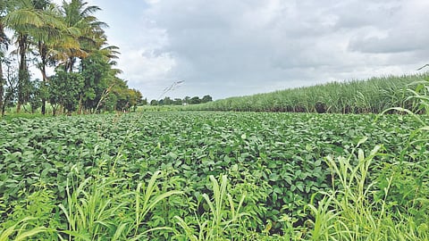 Nipani Weather: पावसाची उघडझाप, पिकांवर किडीचा प्रादुर्भाव