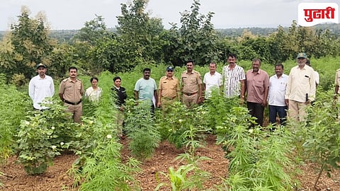 Dhule Crime | शिरपूर तालुक्यातील चिलारे शिवारातील गांजाचे शेत उध्वस्त, सुमारे 85 लाखांचे गांजा पीक जप्त!