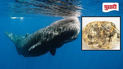 Ambergris Smuggling Case: पणदूर तिठ्यावर ‘अंबरग्रीस’ तस्करीचा पर्दाफाश; सिंधुदुर्ग LCBची मोठी कारवाई