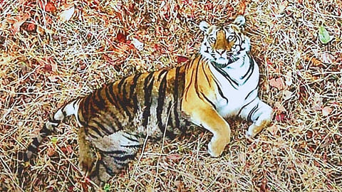 Hirkani Tigress