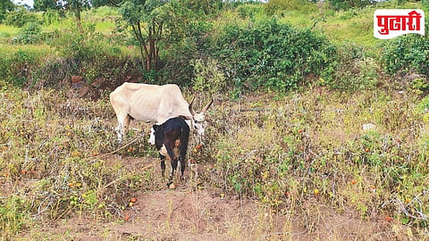 Cow