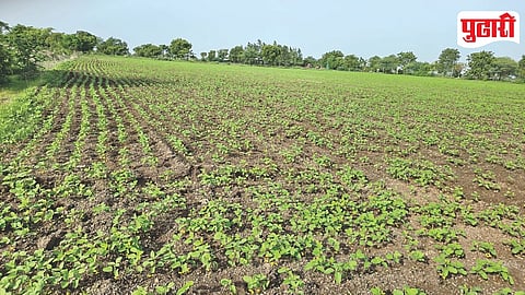 Crop