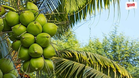 Coconut Farming