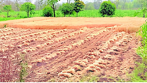 agriculture