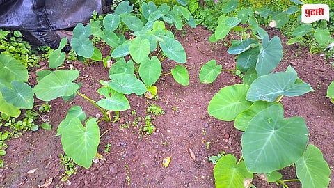 Alu Leaves Price