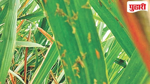 Parbhani sugarcane crop pest
