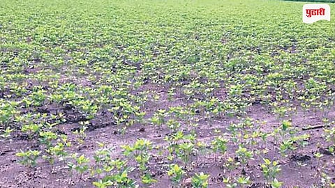 Shrirampur Crop Damage