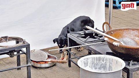 Stray Dog