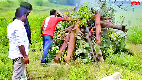 Farmer experiment
