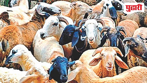 goat farming training Jalna