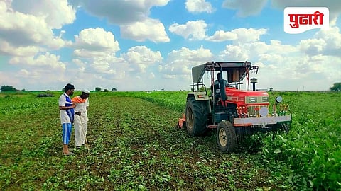 Kharif crop loss solapur : निसर्गाची अवकृपा; उडदाच्या पिकावर रोटर फिरवण्याची वेळ