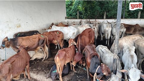 Rudra Dairy Farm Police Raid