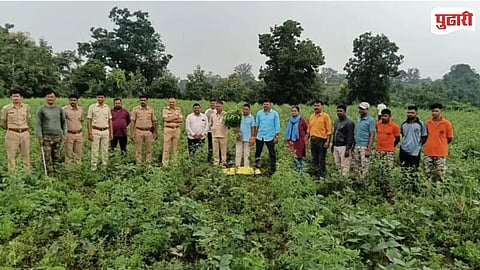 Illegal Cannabis Cultivation