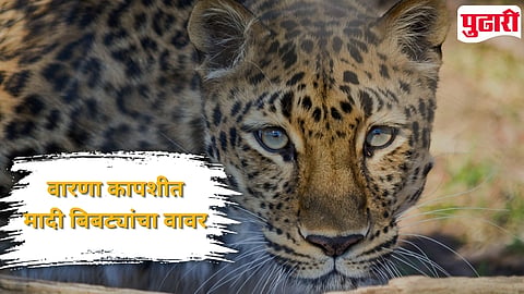 Kolhapur Warna Leopard