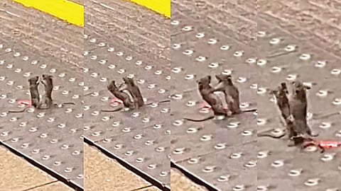 Rats Fighting |