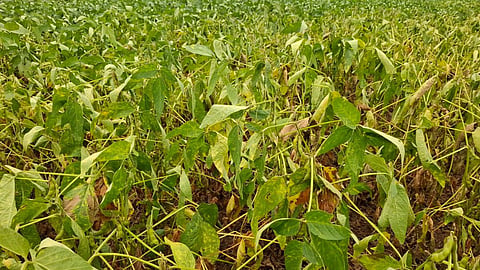 crop damage