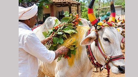 Pola festival Palas significance