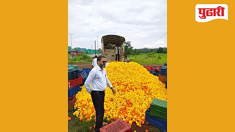 Marigold farmer loss