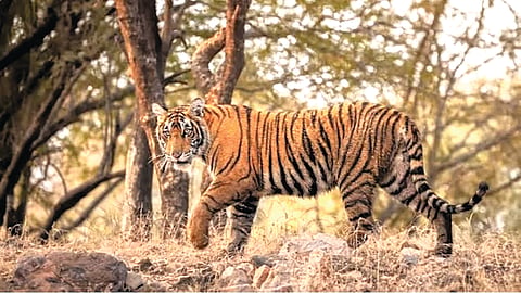 India’s Oldest Tigress |