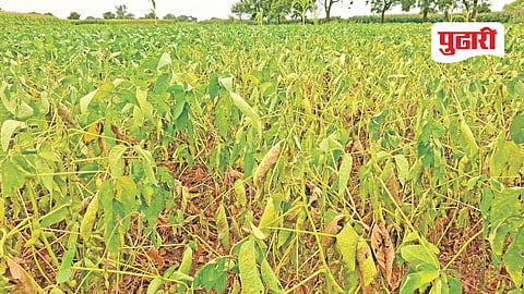 Bhokardan rainfall shortage