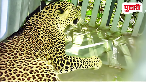 leopard cage trap