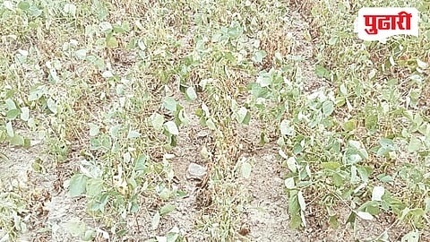 Bhokardan Soybean Crop