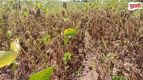 Purna Soybean Crop Damage