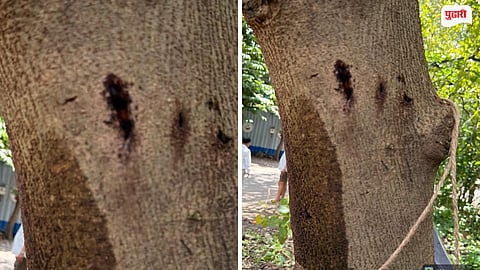 Chemical in Trees