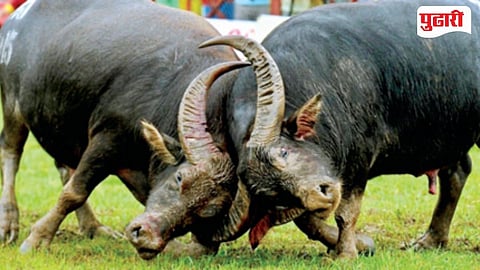 Illegal Dhiryo Bullfight