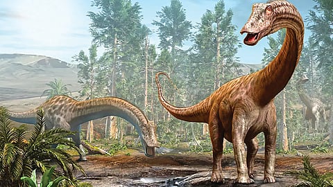 Diplodocus Dinosaur Fossil |