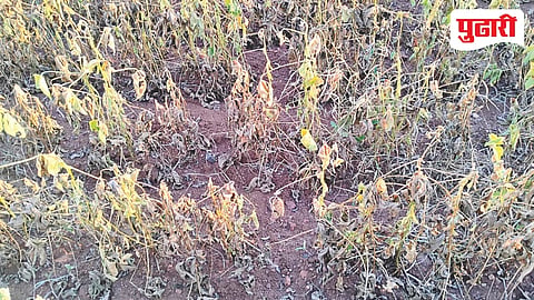 Kharif crop damage