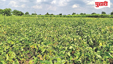 Hingoli Agriculture News