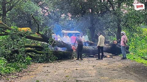 60 Mango Trees Cut