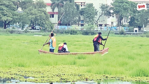 Panvel Wadale Lake Water Hyacinth