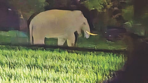 Belgaum Elephant Conflict