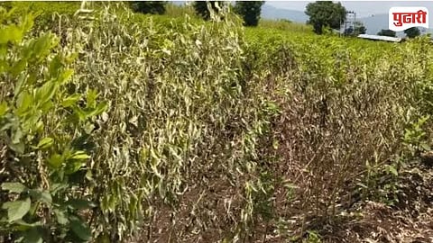 Pigeon Pea Pest Attack