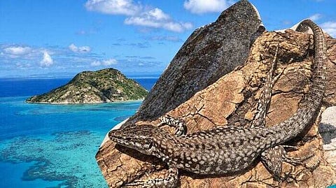 Italian Wall Lizard |