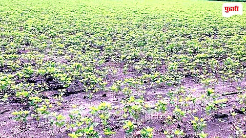Crop